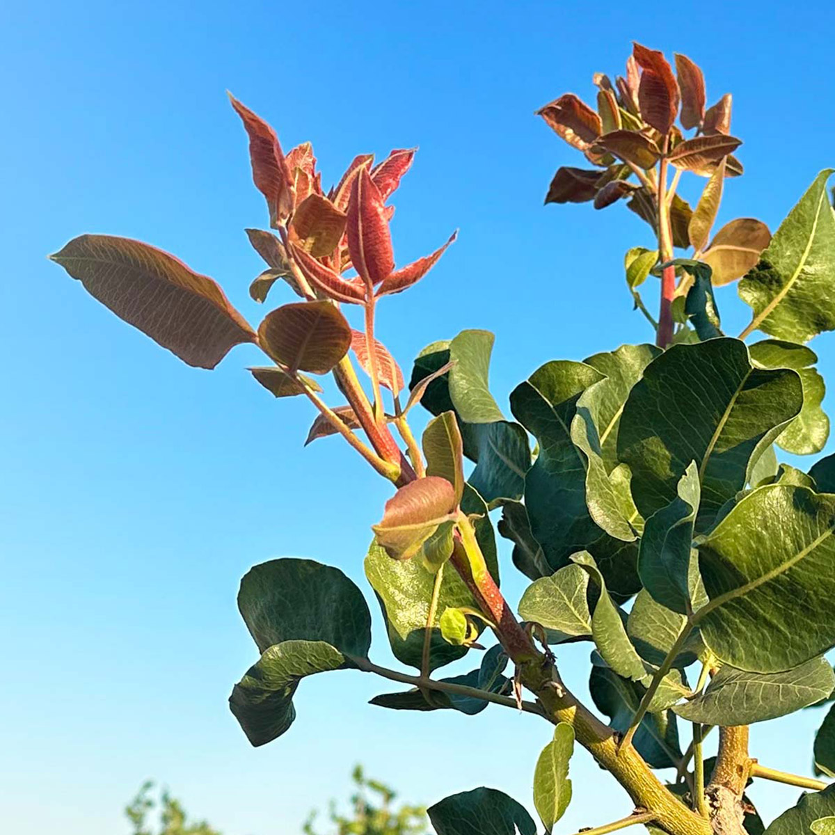 Interested in learning more about the Manulife Permanent Cropland Plus Fund?