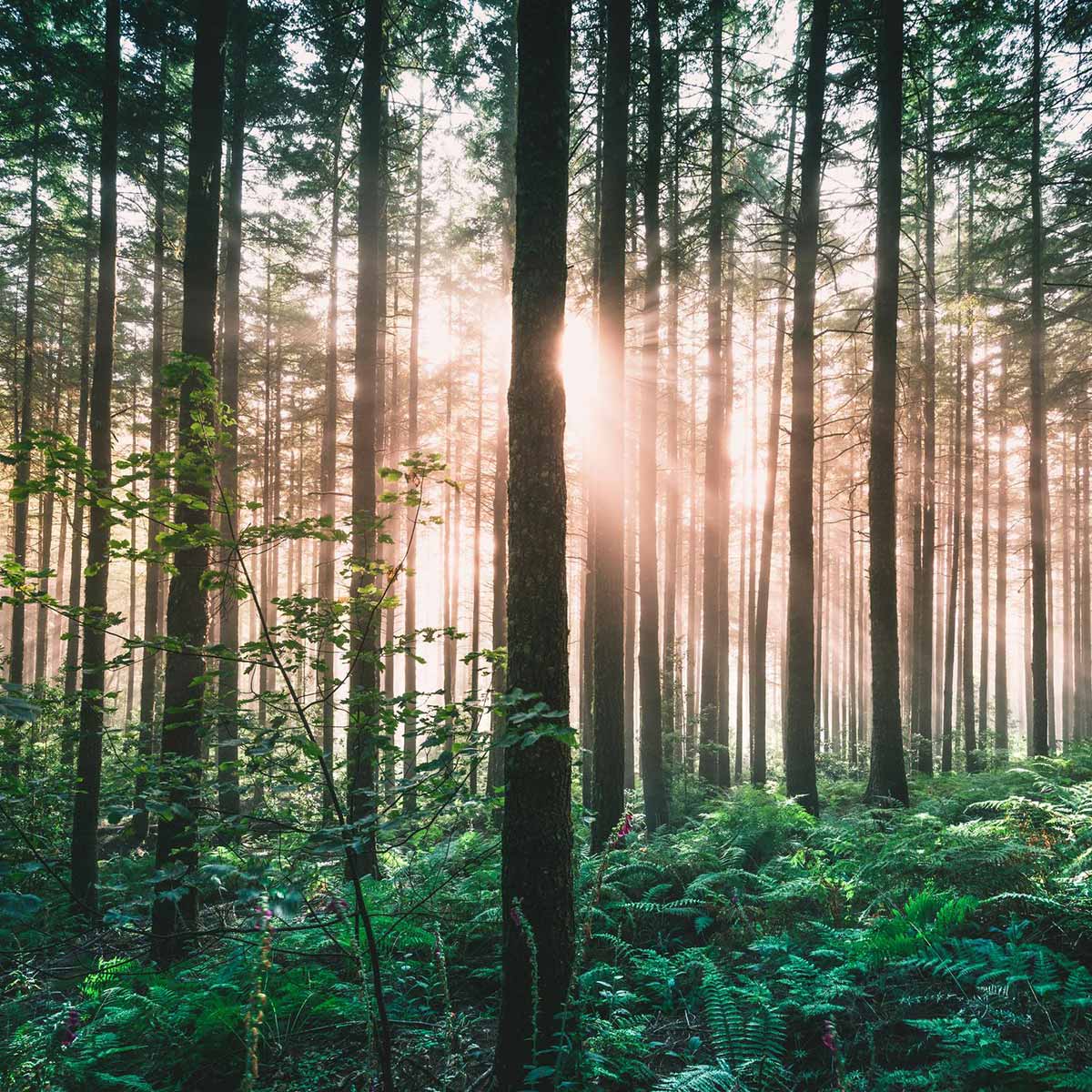 sun shining through a forest of trees